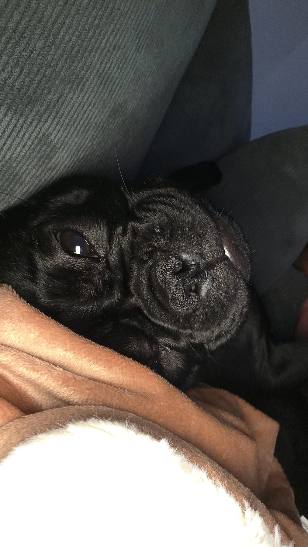 Zina eller Zorina, fransk bulldog