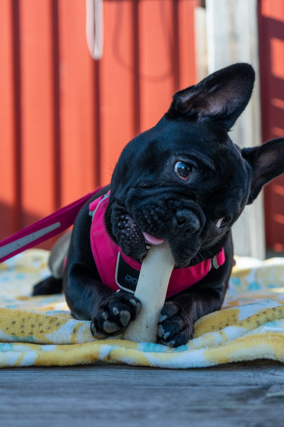 Zina eller Zorina, fransk bulldog