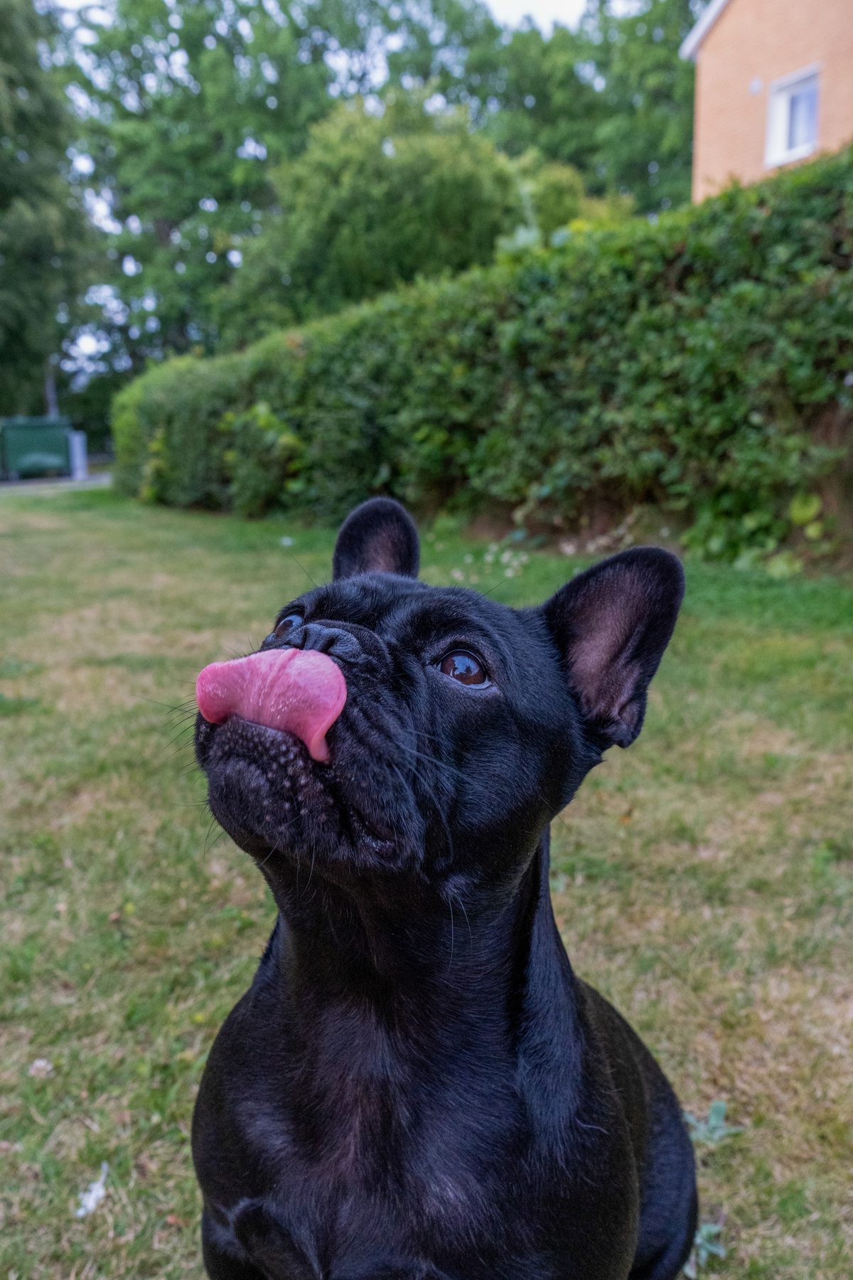 Zina eller Zorina, fransk bulldog