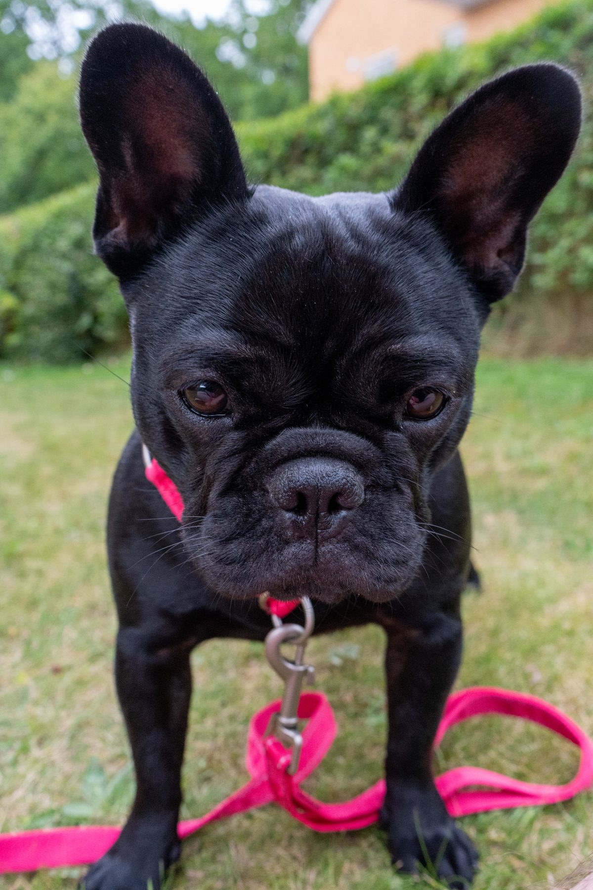 Zina eller Zorina, fransk bulldog
