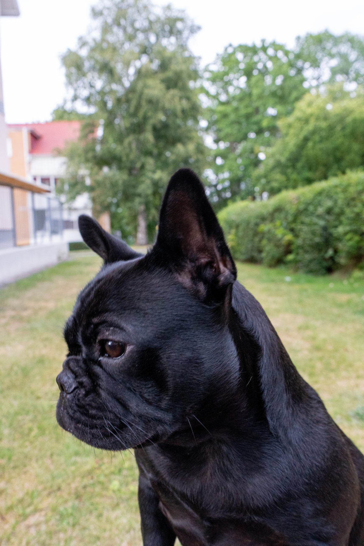 Zina eller Zorina, fransk bulldog