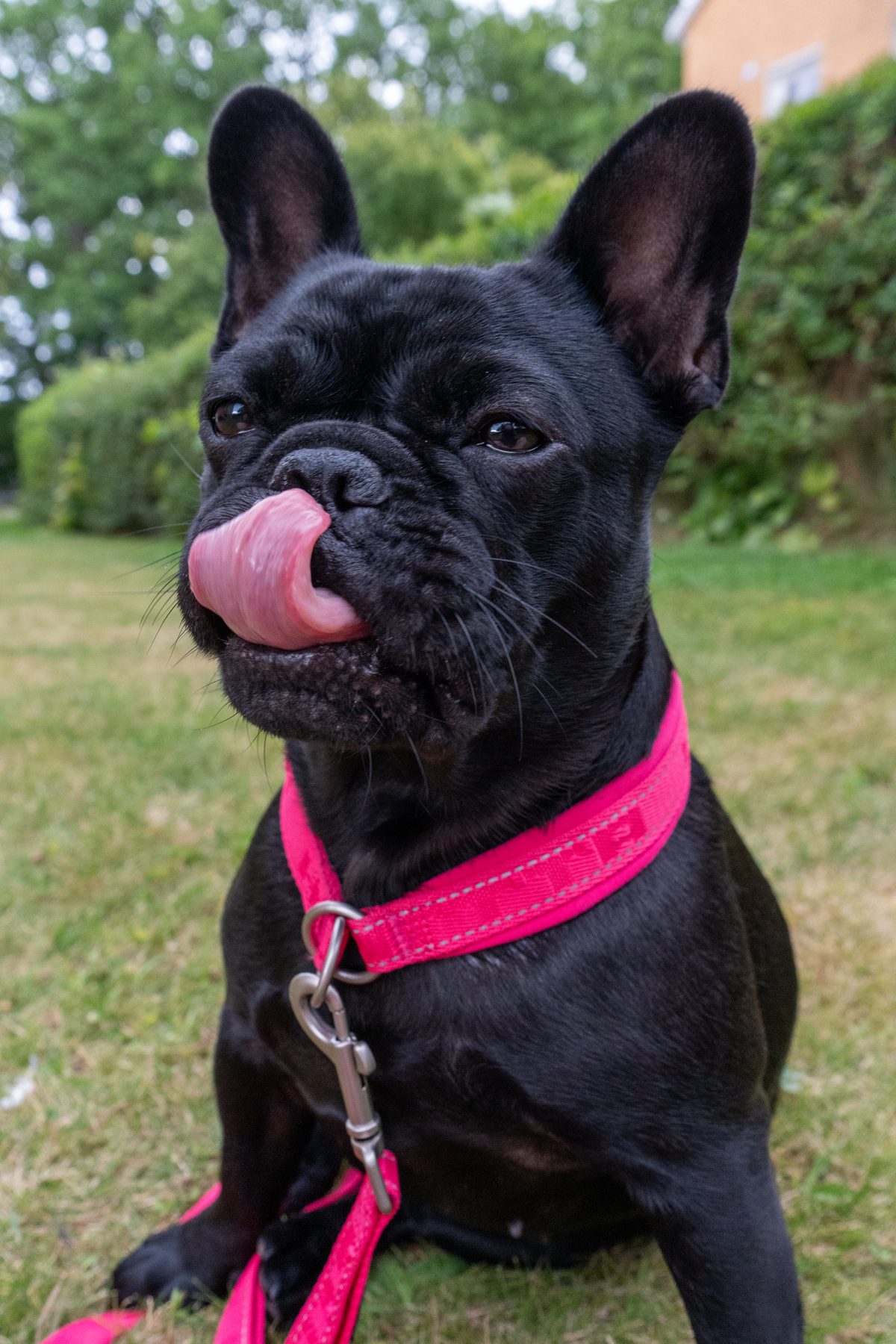 Zina eller Zorina, fransk bulldog