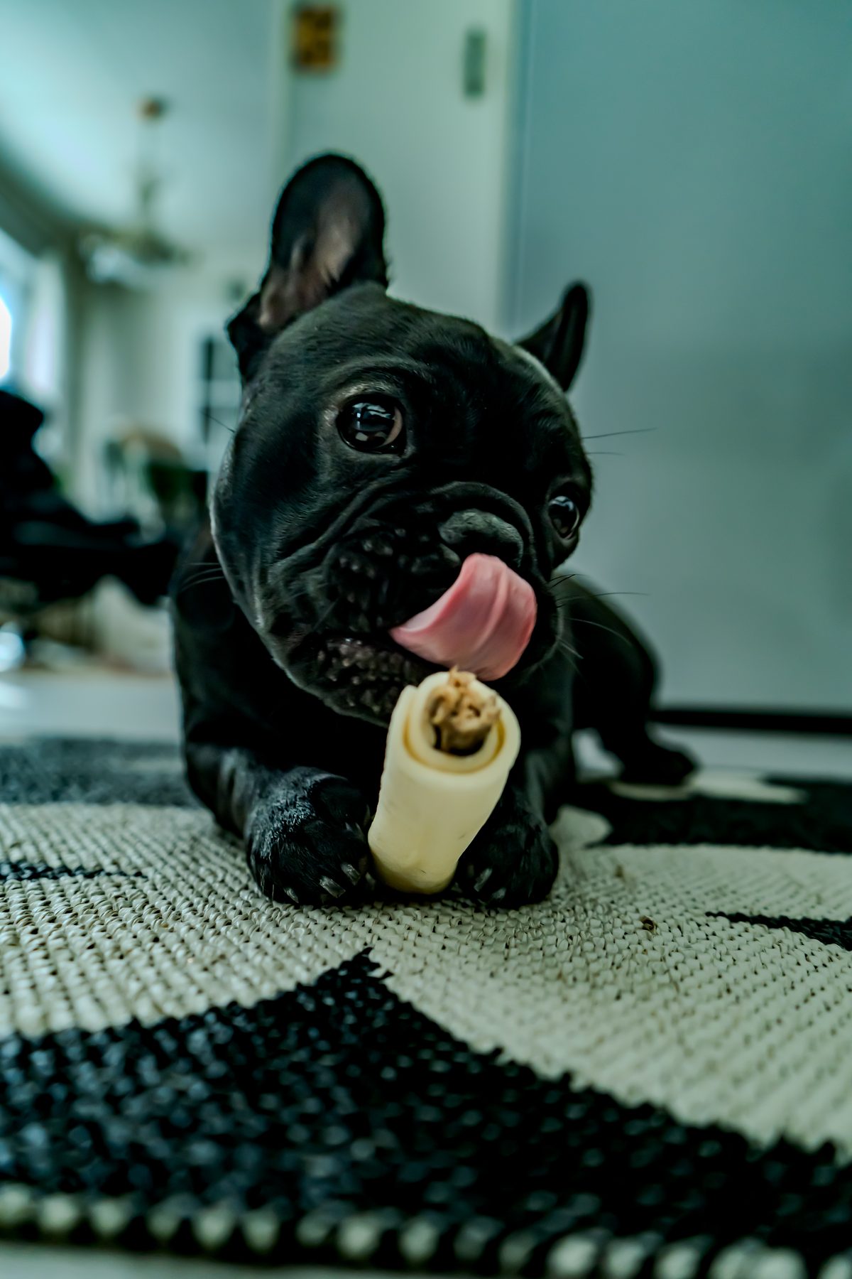 Zina eller Zorina, fransk bulldog