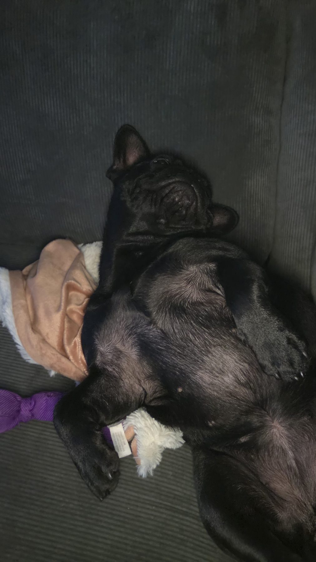 Fransk bulldoggs temperament: socialt och lugnt lynne