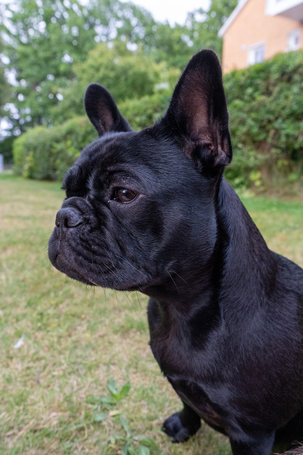 Zina eller Zorina, fransk bulldog