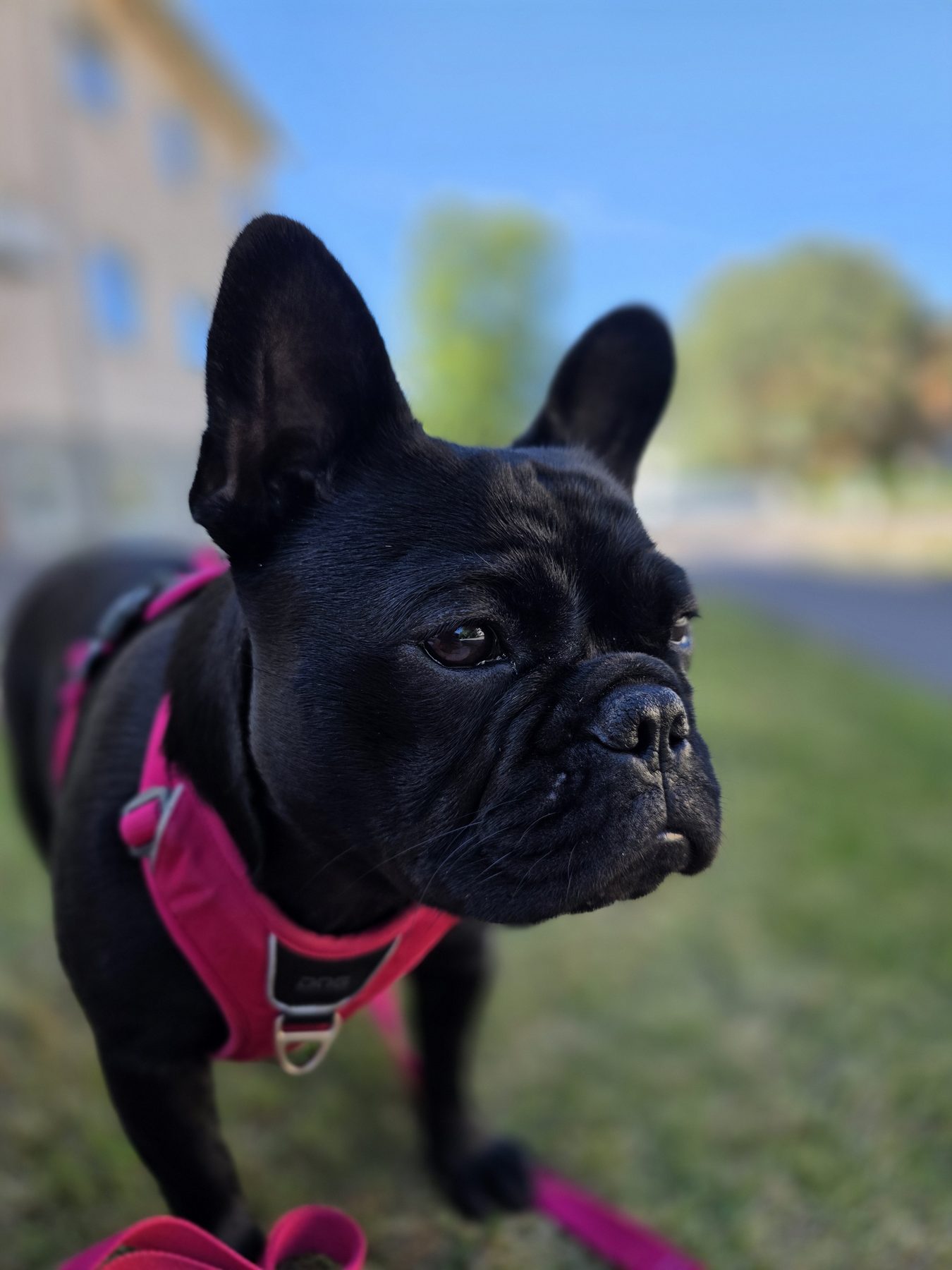 Zina eller Zorina, fransk bulldog