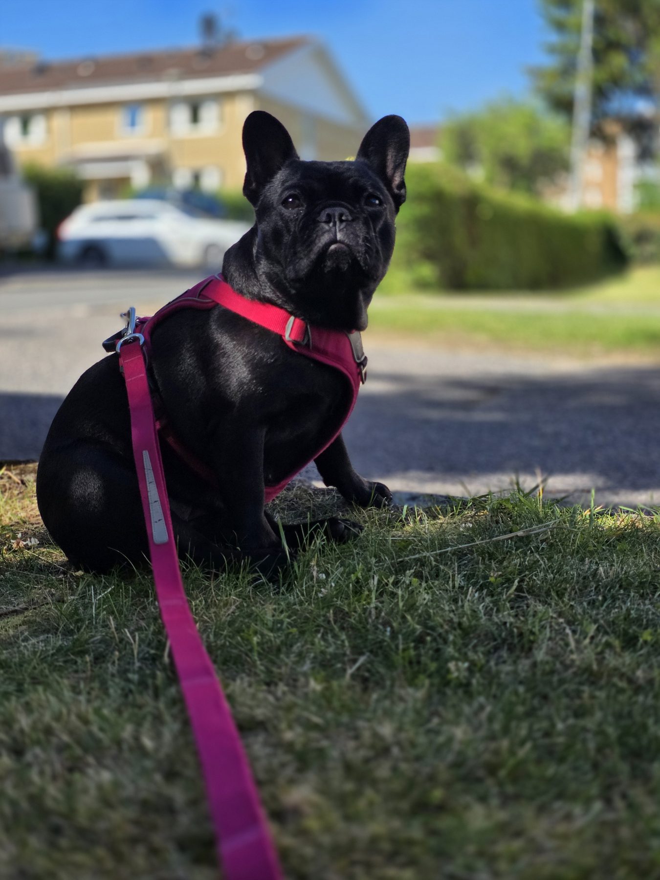Zina eller Zorina, fransk bulldog