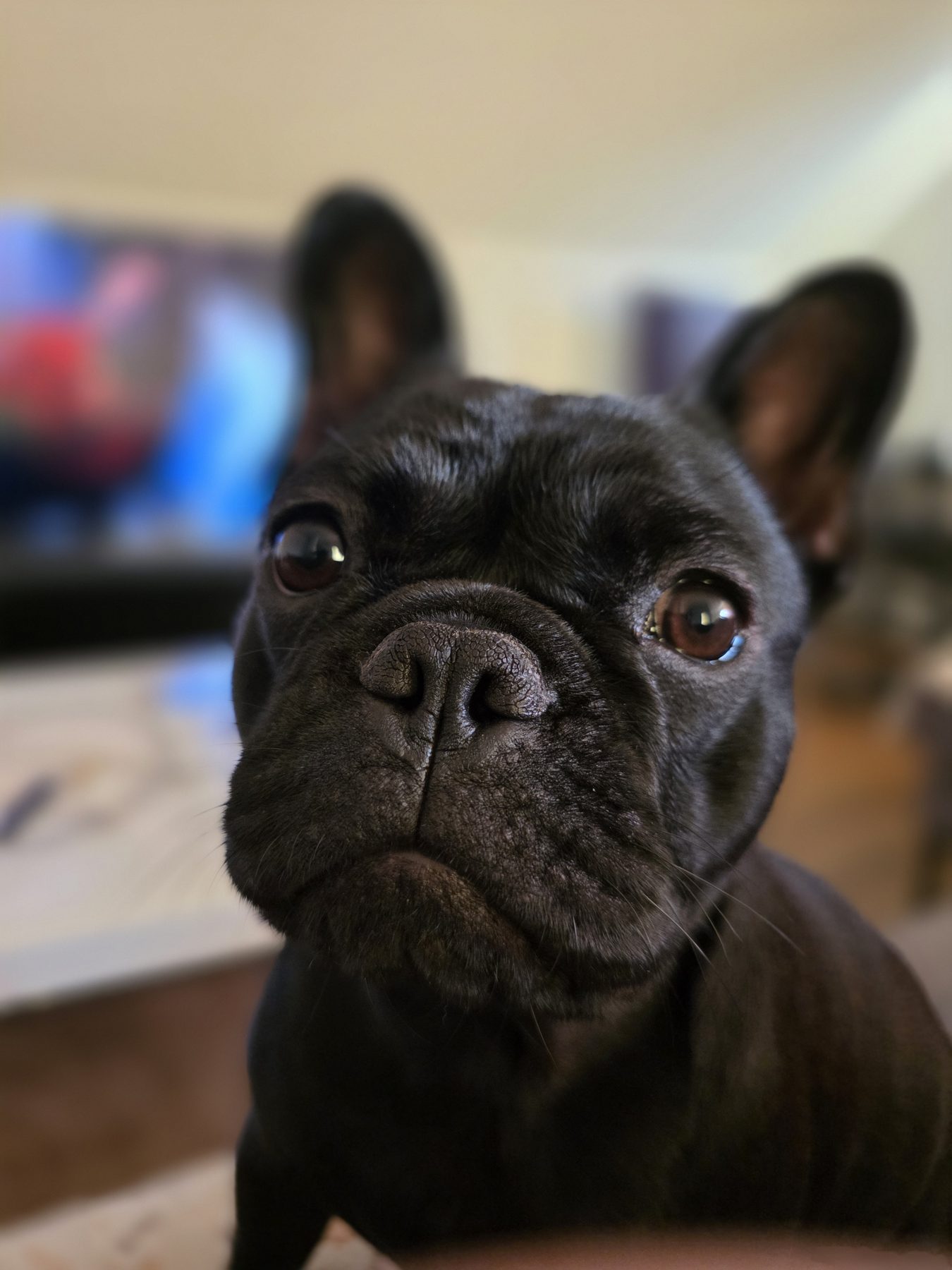 Zina eller Zorina, fransk bulldog