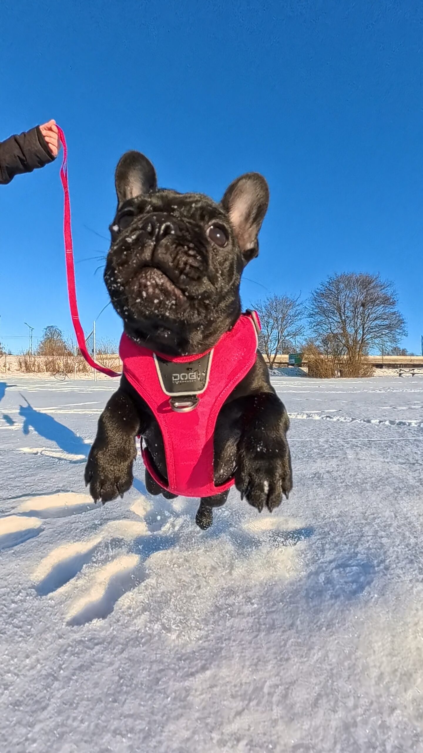 Fransk bulldogg hoppar glatt i snön under en vinterpromenad