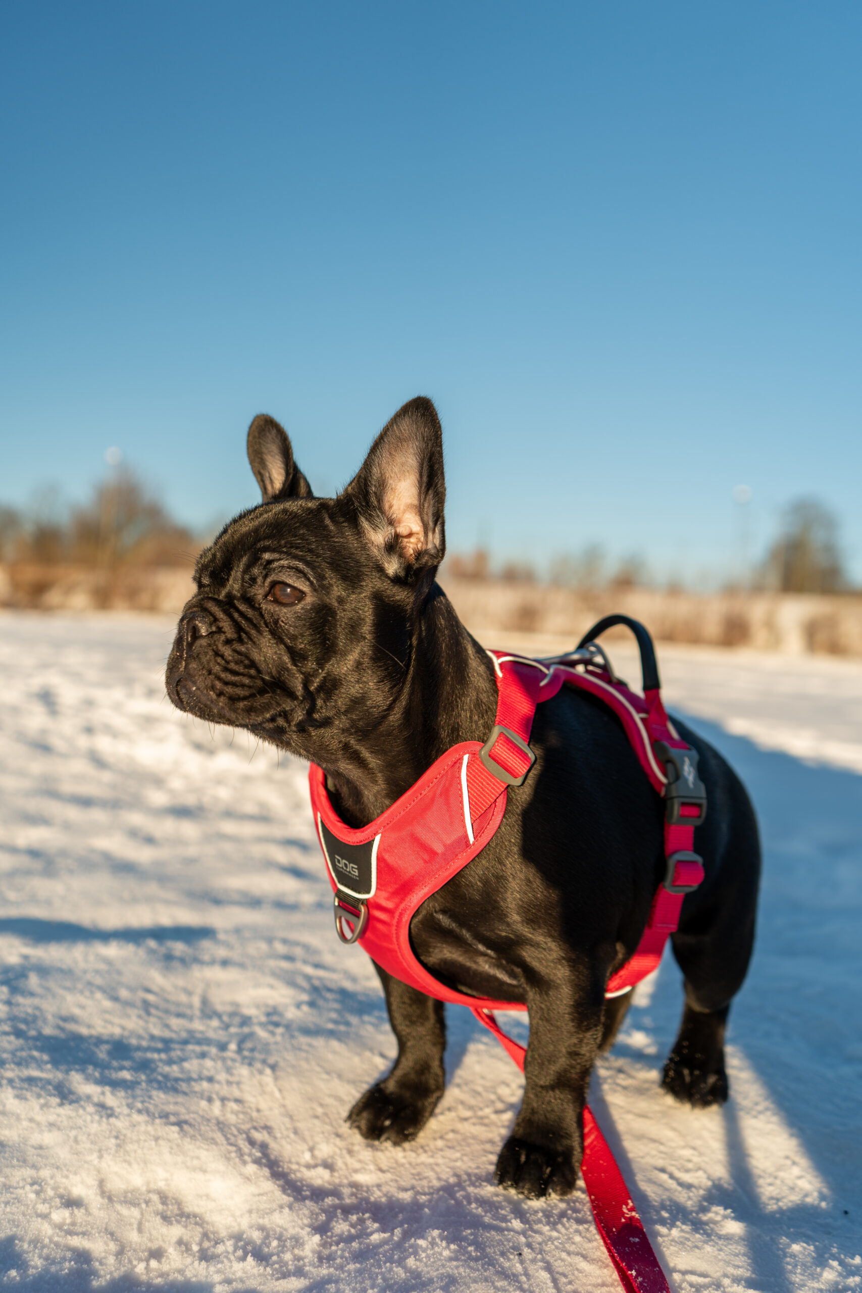 Fransk bulldogg i röd sele står i snön en solig vinterdag