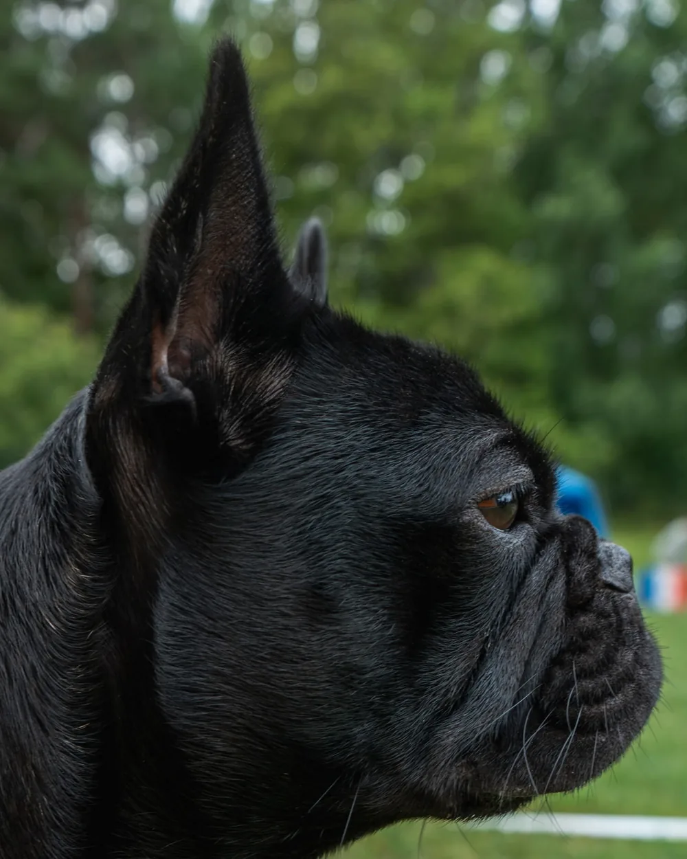 Fakta och termer om fransk bulldogg