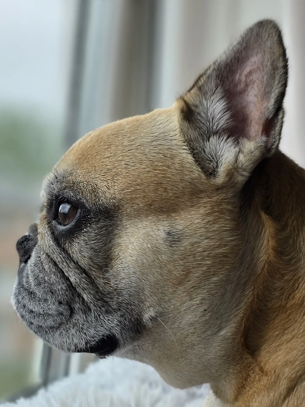 Zorina, fransk bulldogg, närbild i profil på nosveck och rynkor