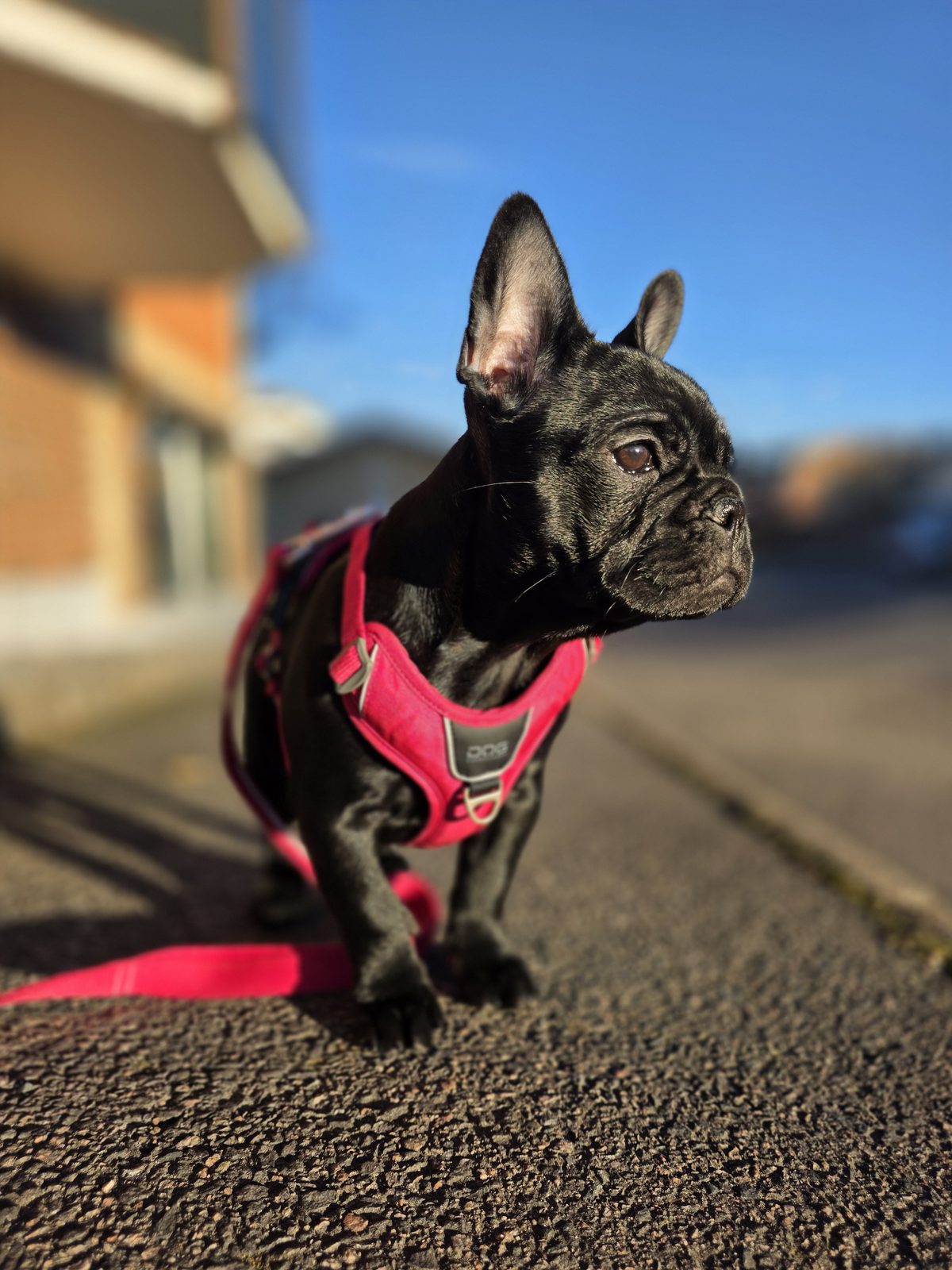 Hundf&ouml;rs&auml;kring f&ouml;r fransk bulldogg