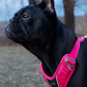 Fransk bulldogg i sele