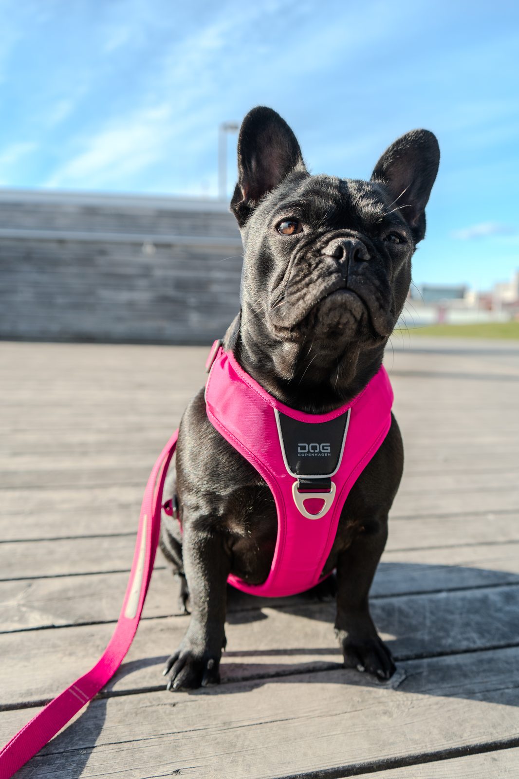 Produkter f&ouml;r fransk bulldogg