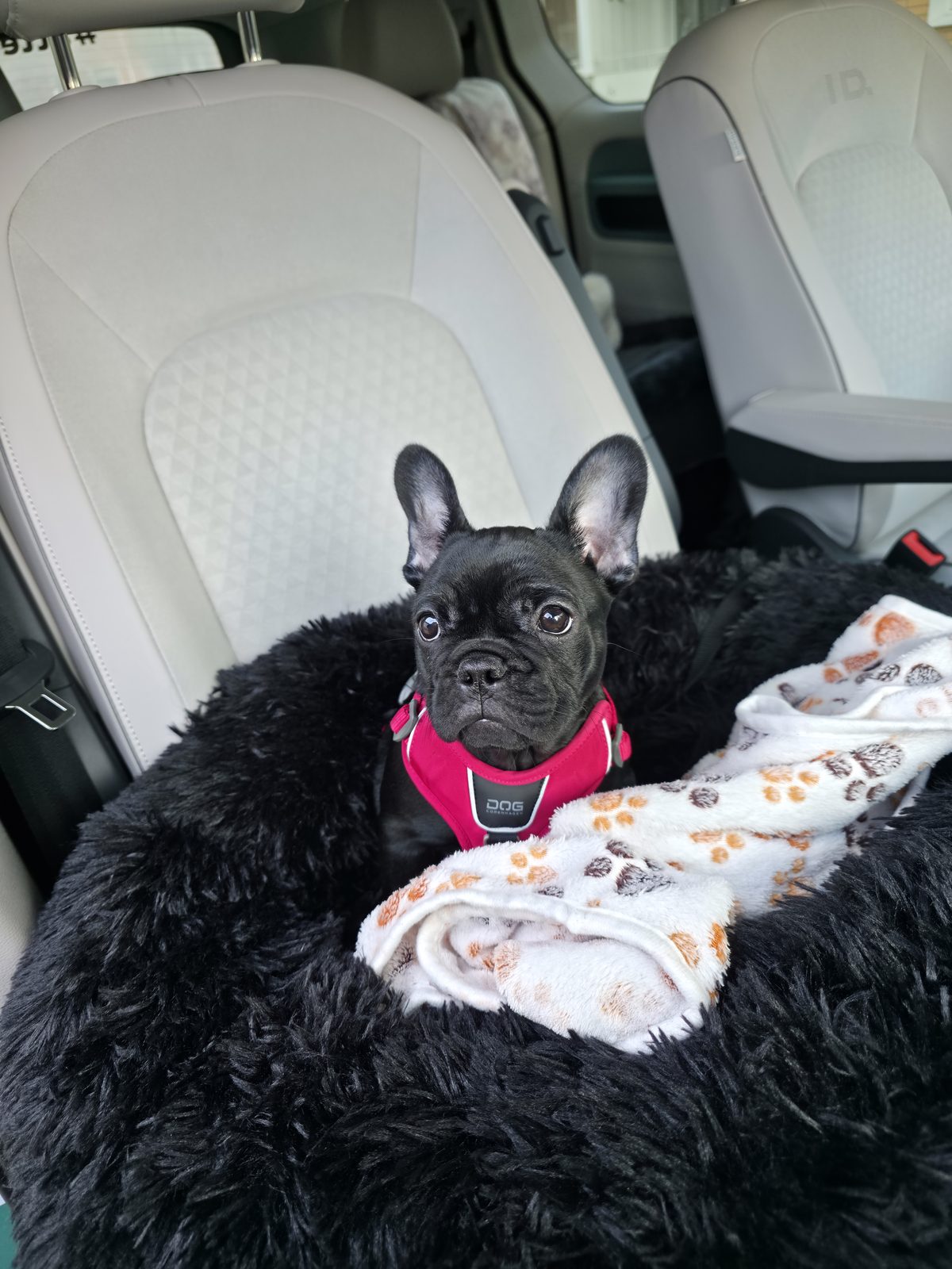 Zina, inbäddad i bilen