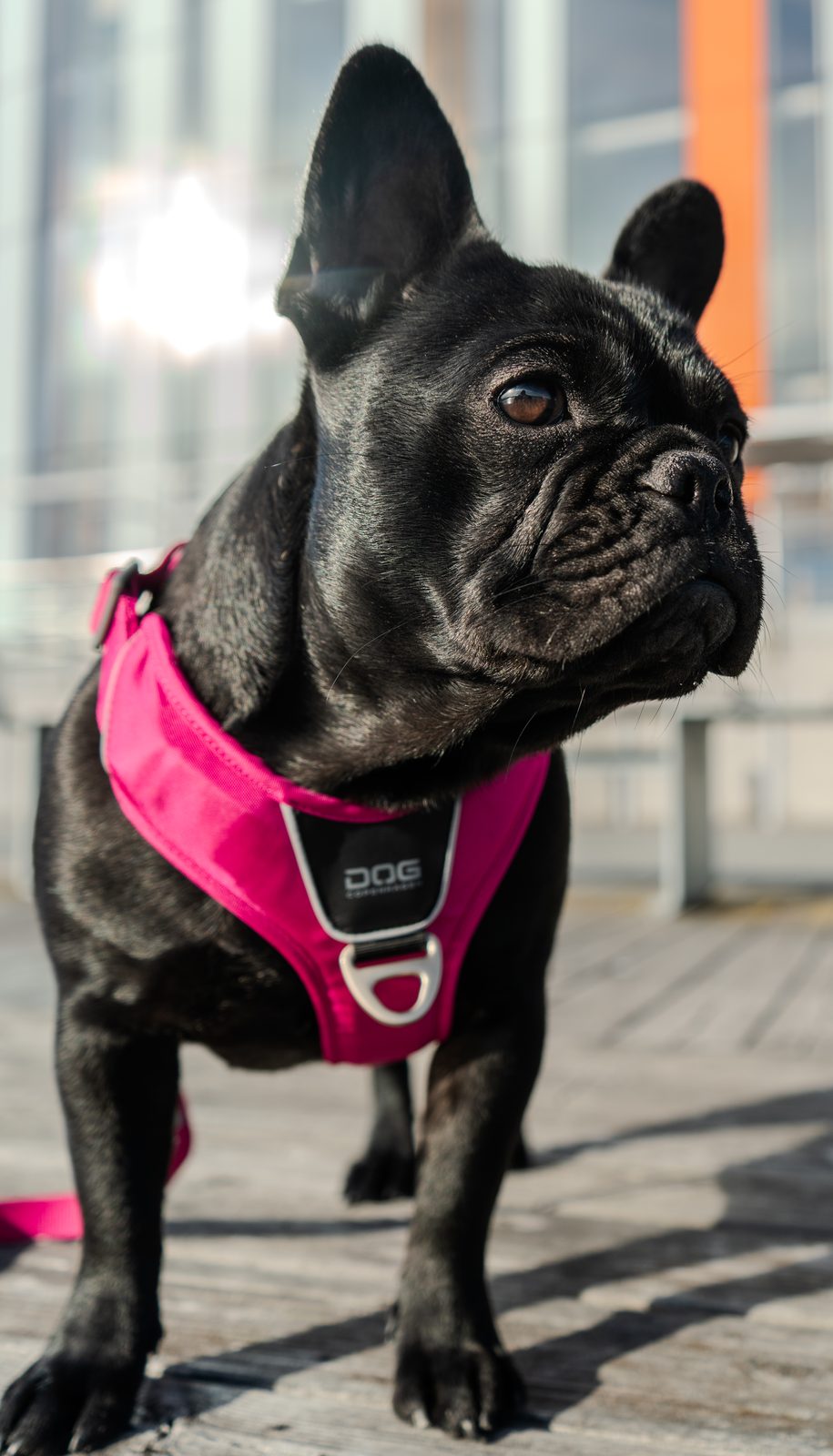 Guider f&ouml;r fransk bulldogg
