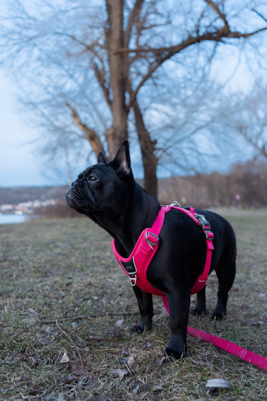 Zina, fransk bulldogg