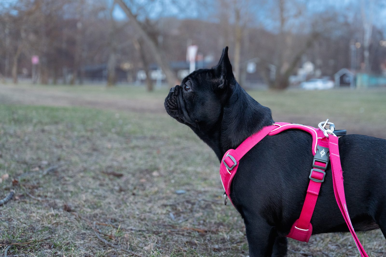 Zina, fransk bulldogg