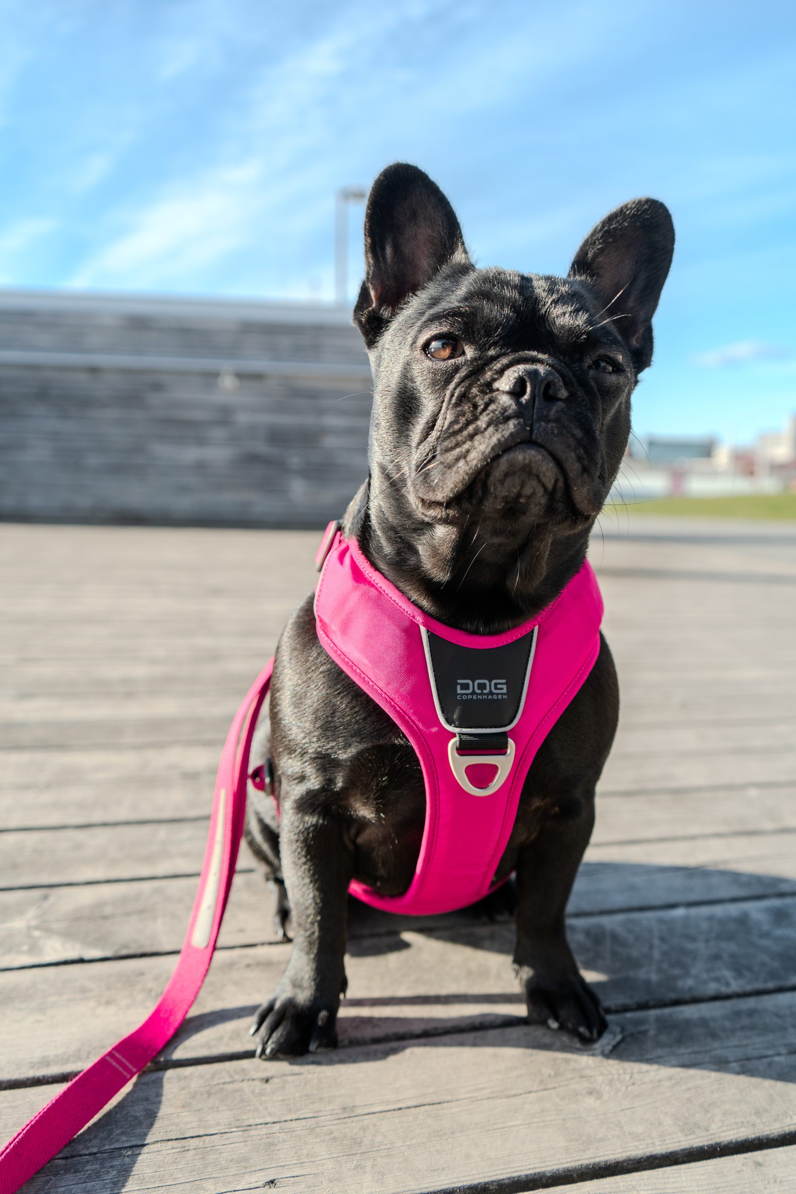 Zina, fransk bulldogg