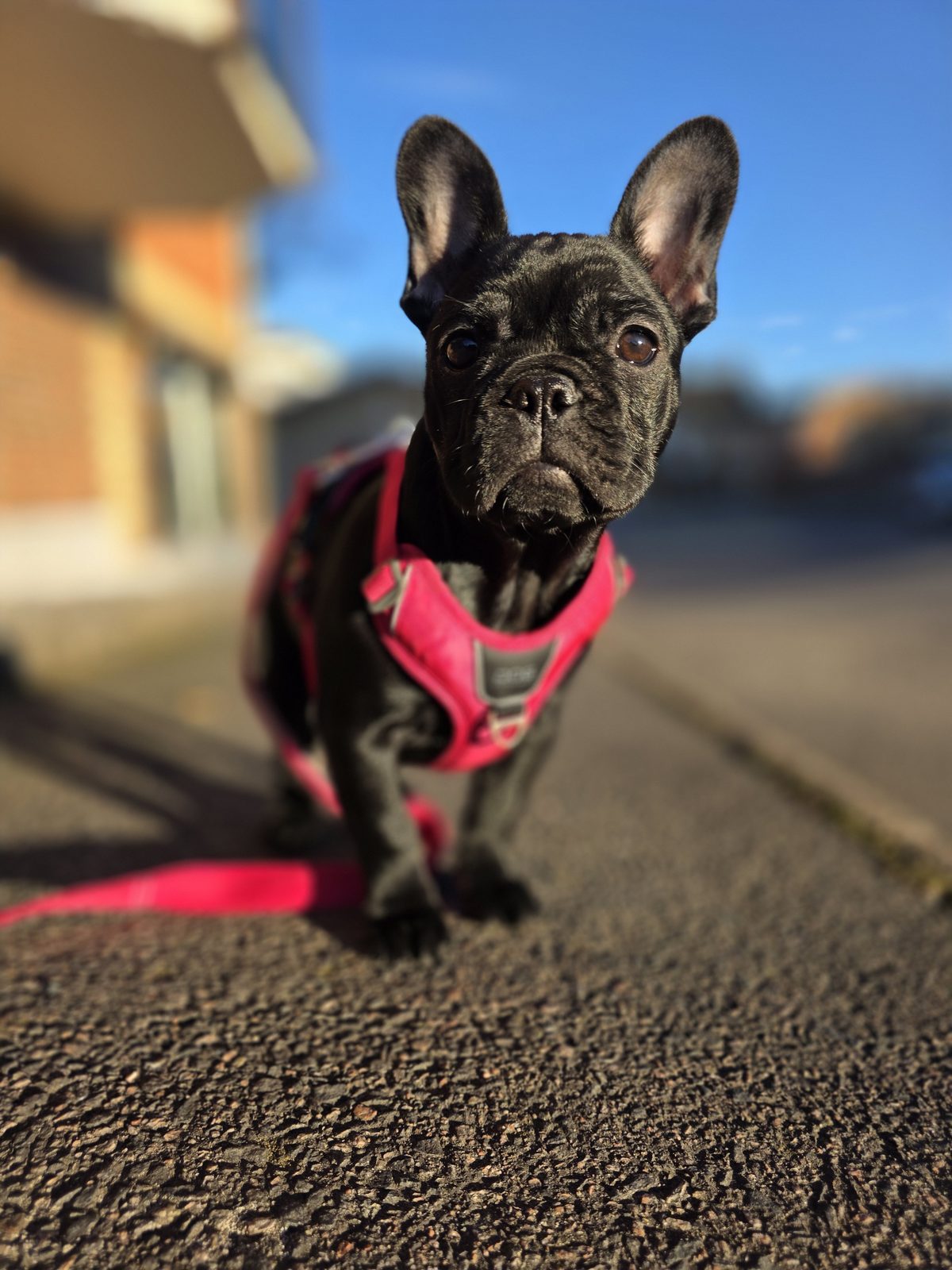 Zina, fransk bulldogg