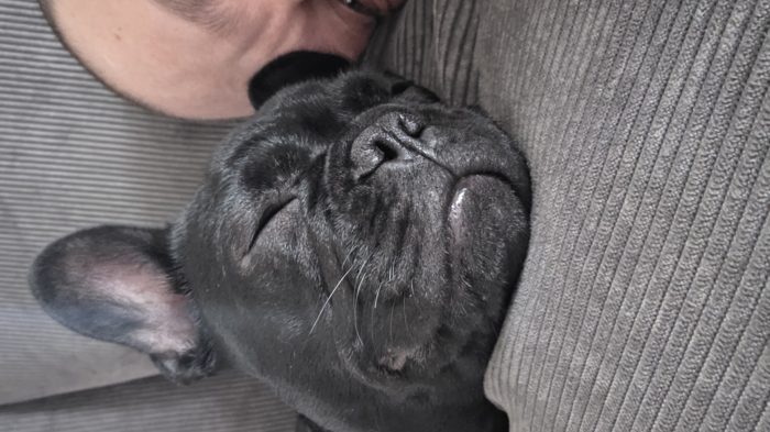 Om Swedish Frenchie