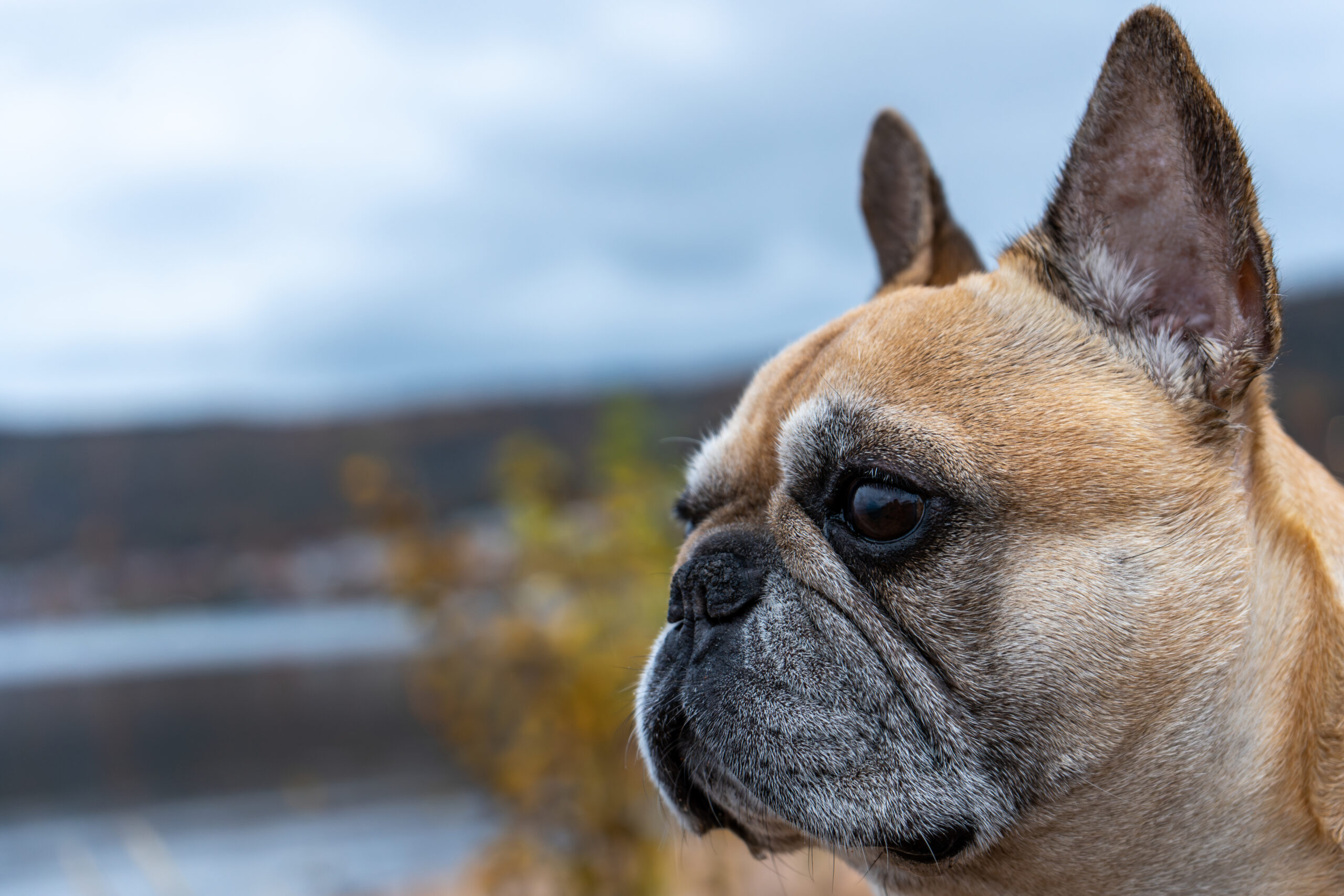 Zorina, fransk bulldogg, i kvällsljus