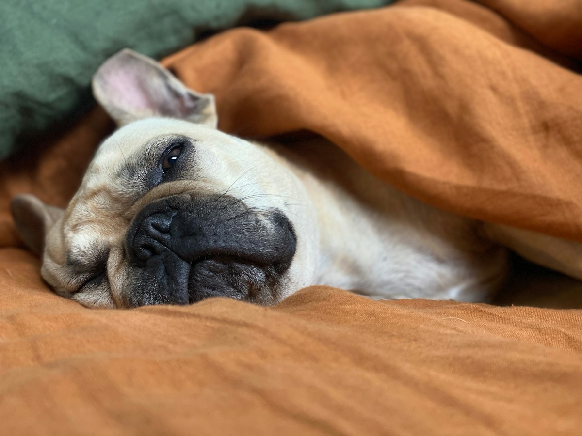 Fransk bulldogg som sover djupt och snarkar